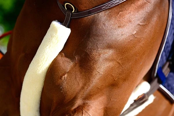 Kentucky Borsttuighoes Bont